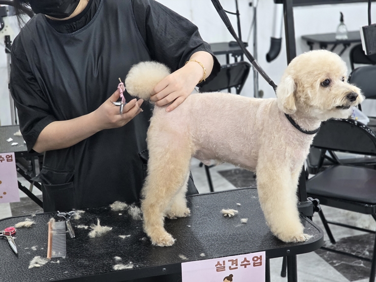 대전애견미용학원-KAPP-인증-교육기관