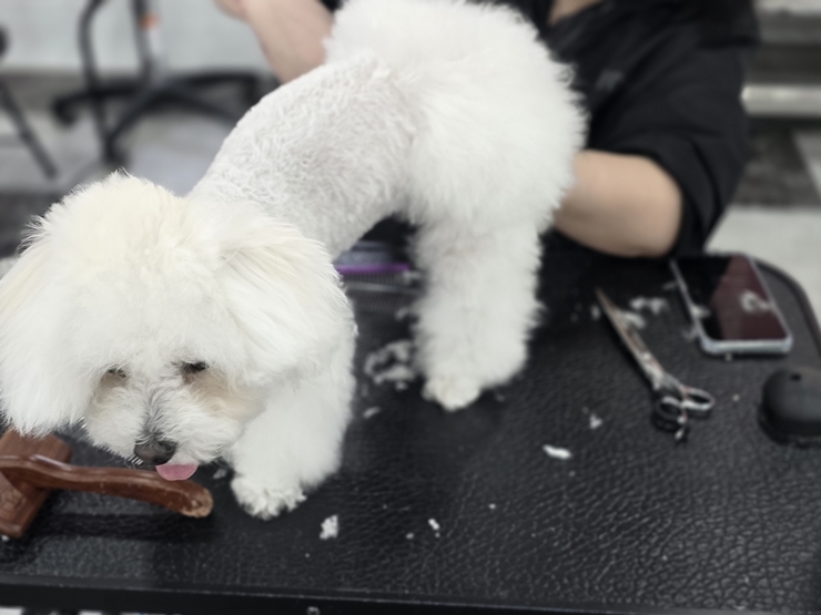 창원애견미용학원 교육지원 구조