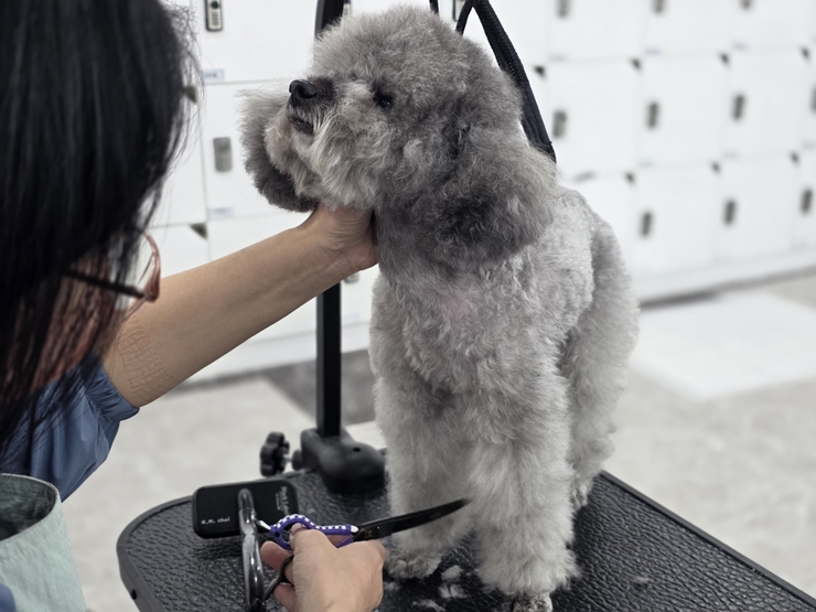 노원애견미용학원