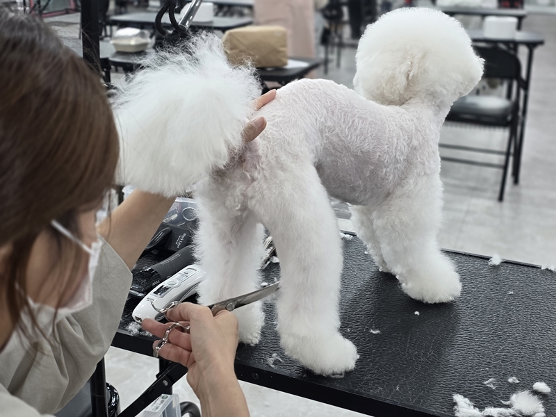 서울-애견미용-자격증-과정