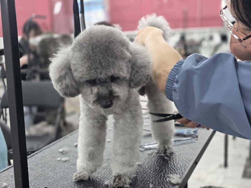 서울-애견미용-직장인-수업