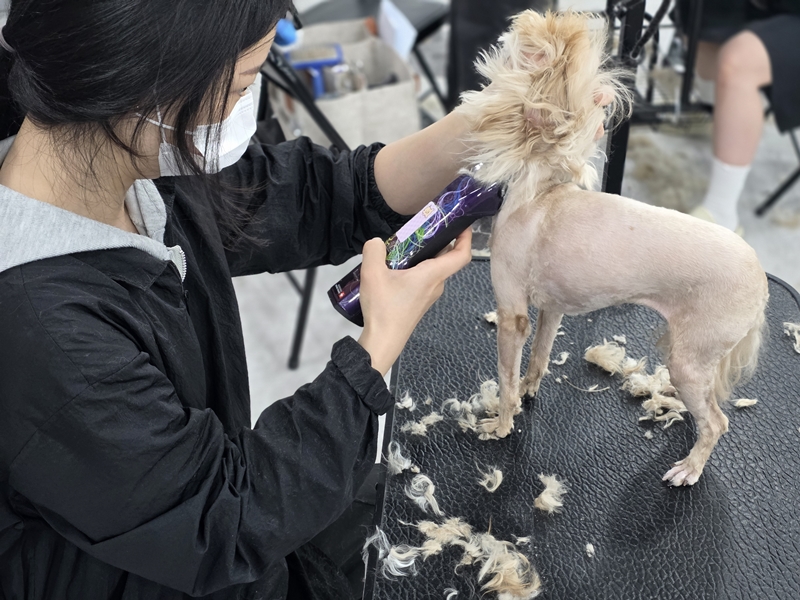 부천-애견미용학원-선택기준