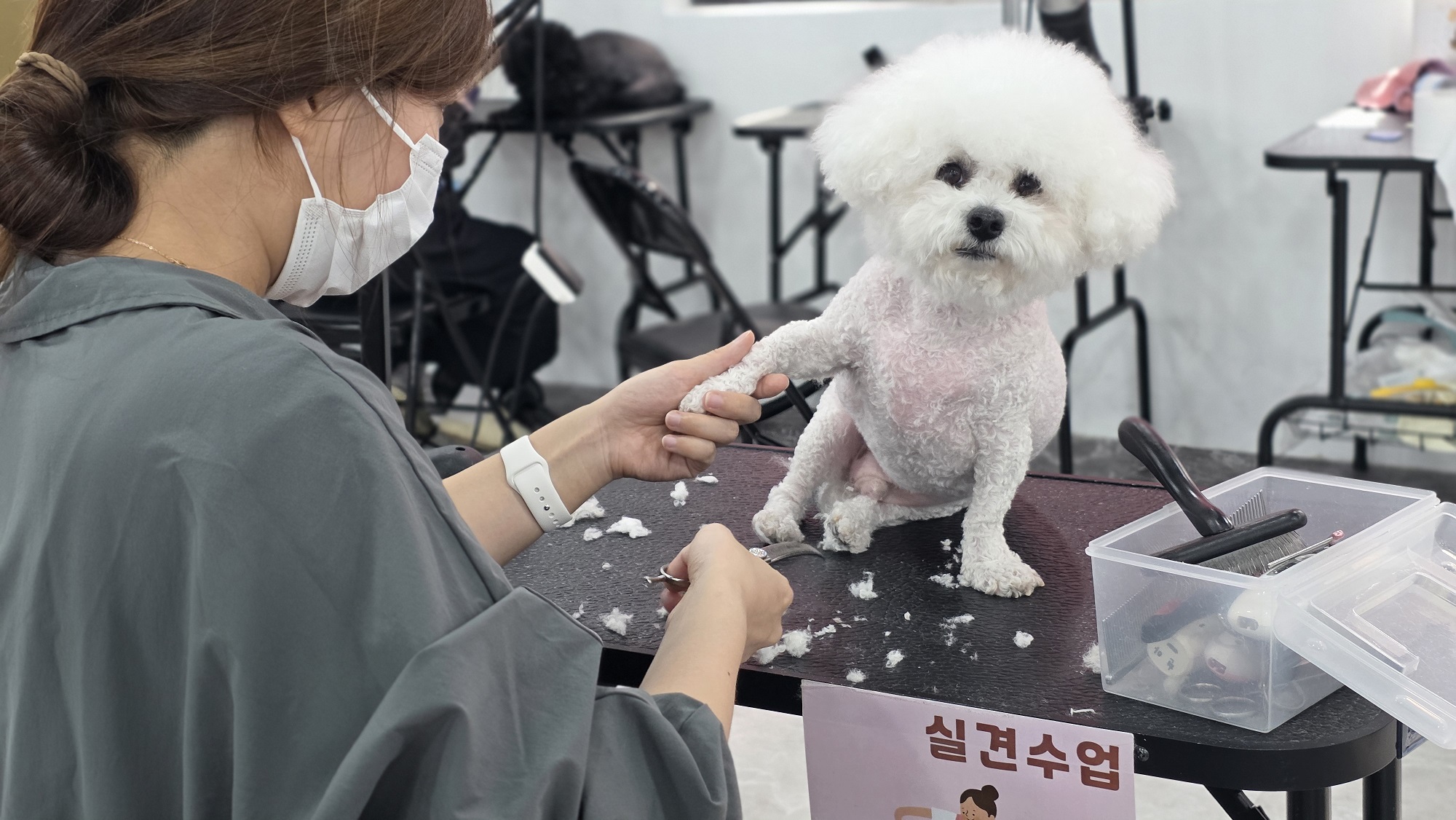 수원-장안구-애견미용학원-전국취업연계
