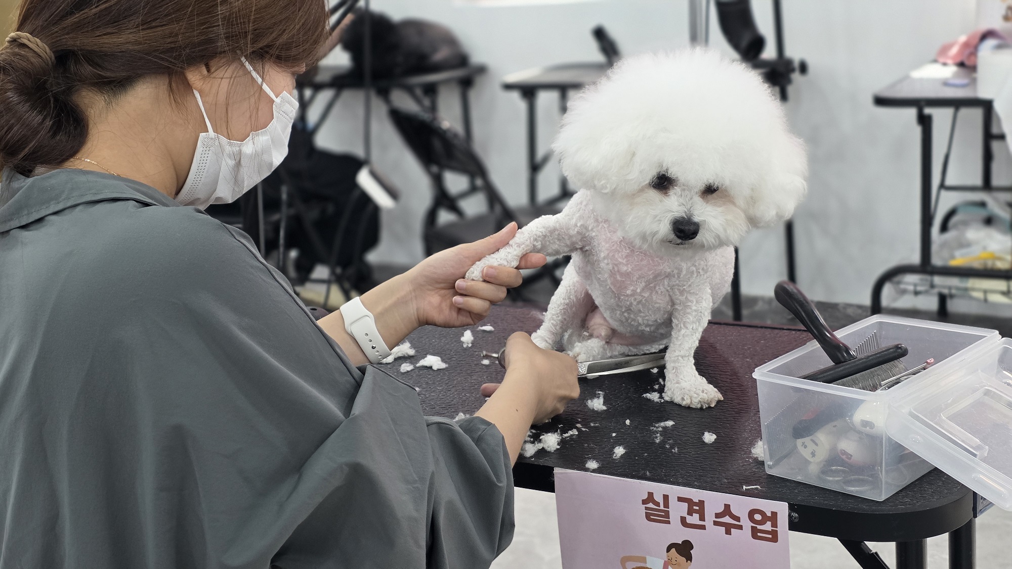 대구-달서구-애견미용학원-전국취업연계