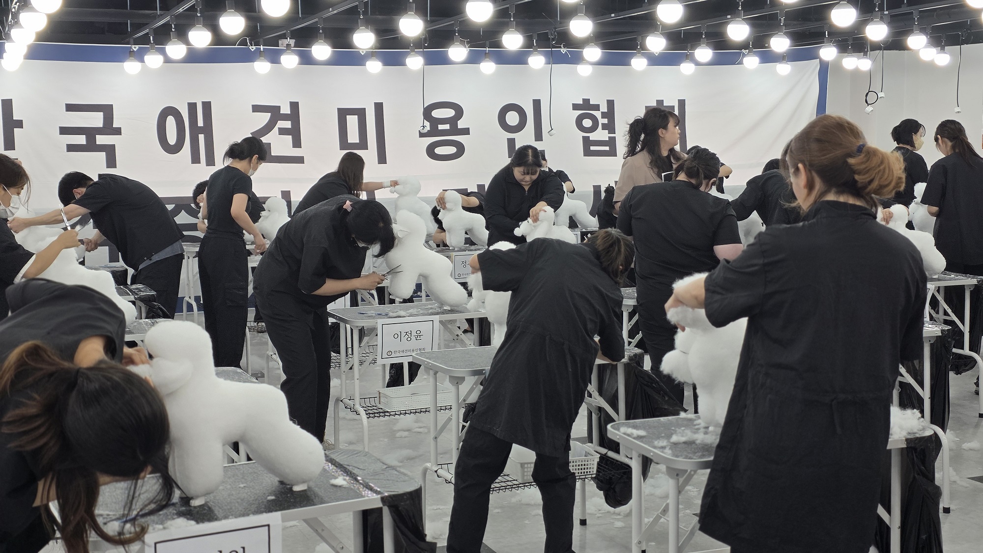 대전-애견미용학원-지원가격