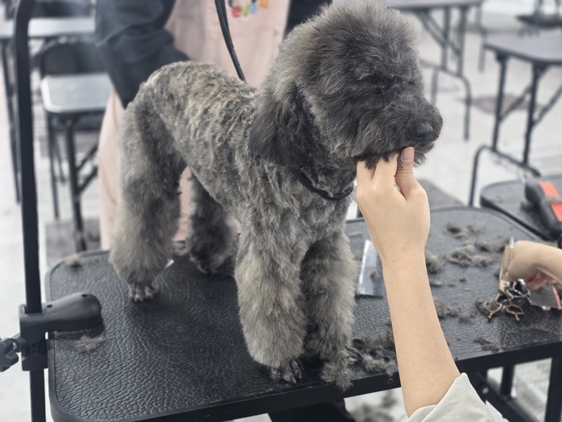 강남-애견미용학원-창업컨설팅
