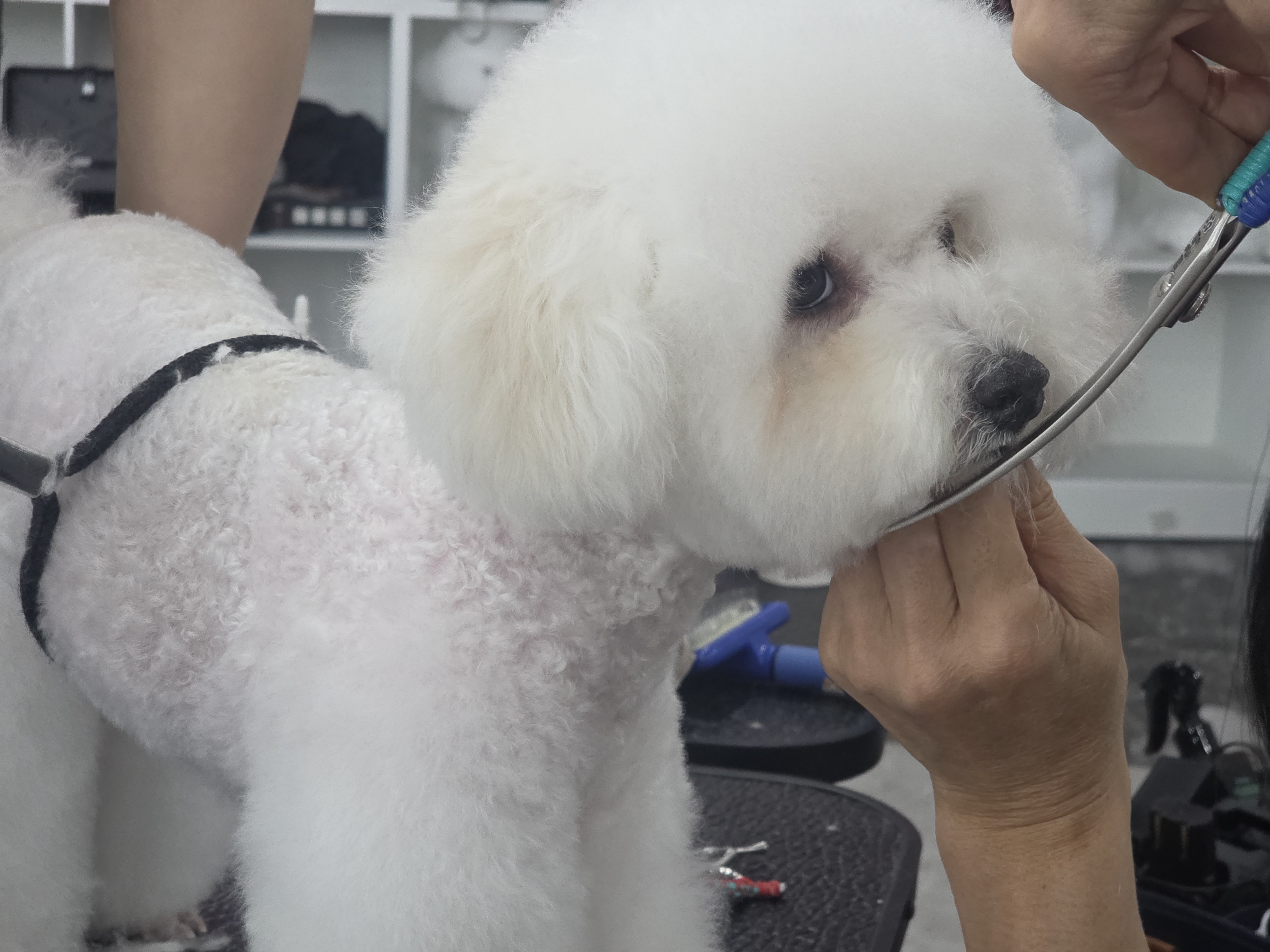노원 애견미용학원 창업컨설팅