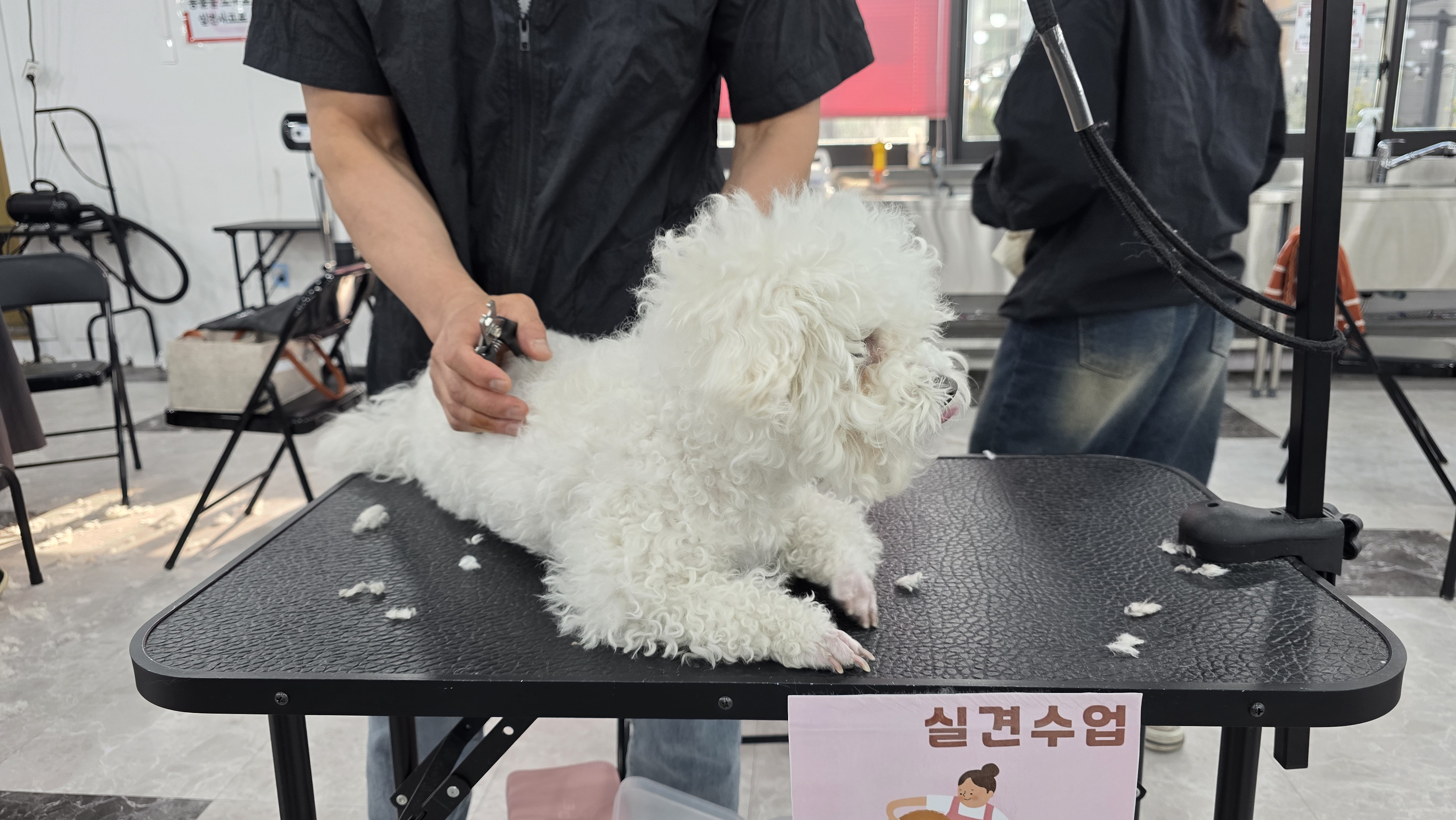 노원 애견미용학원 선택 체크리스트