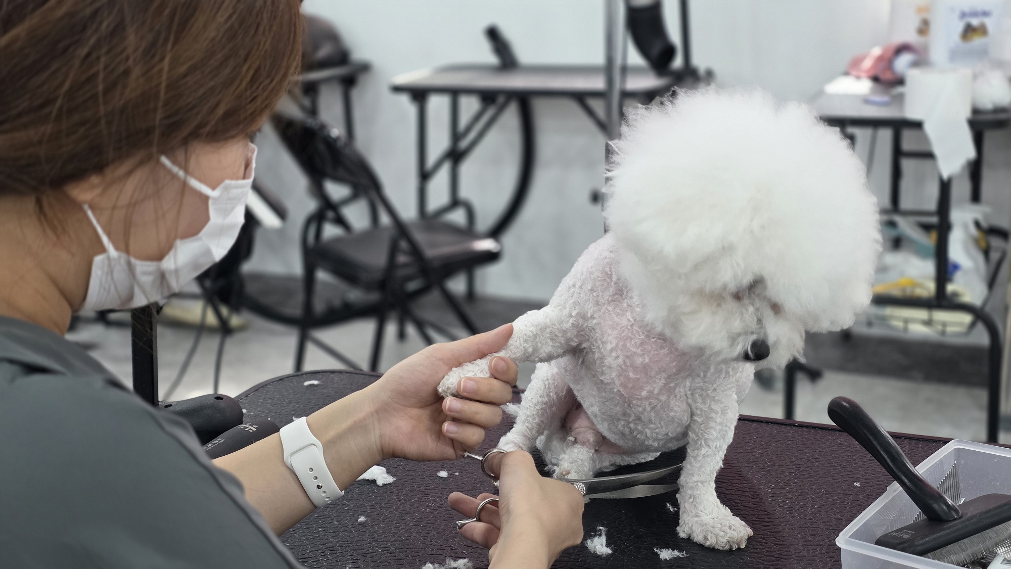 김포 애견미용학원 취업연계