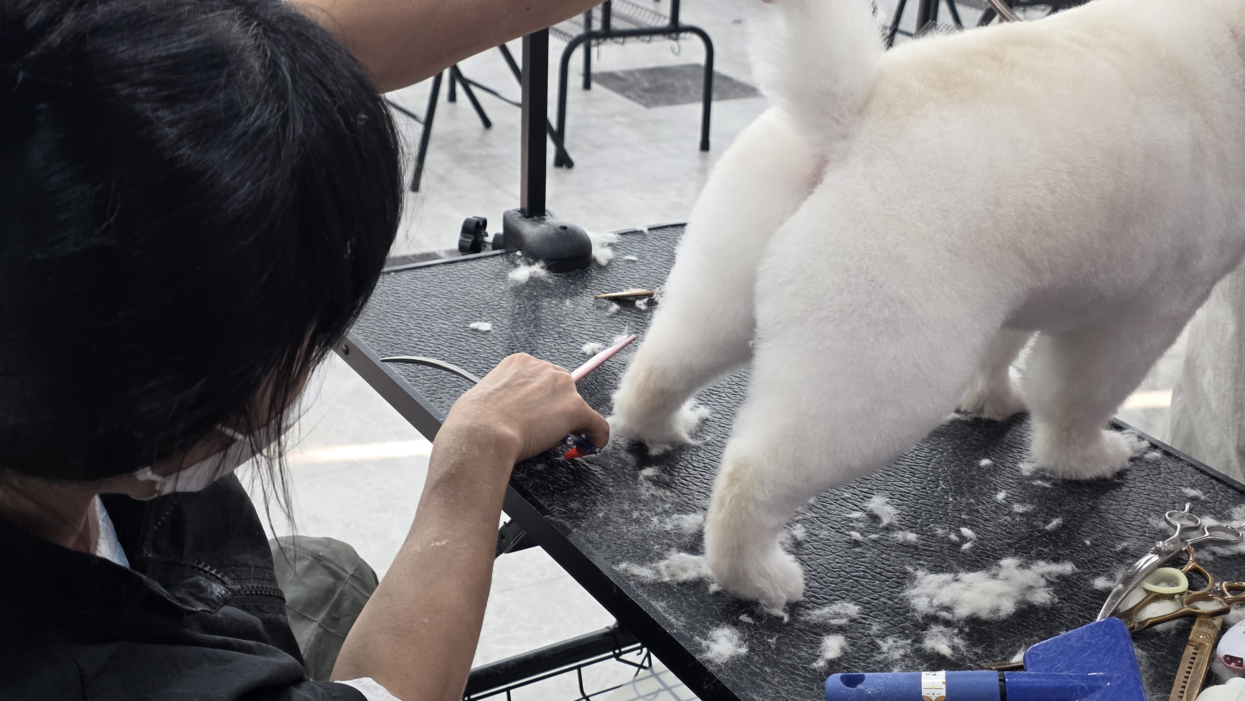 안산 애견미용학원 준비기간