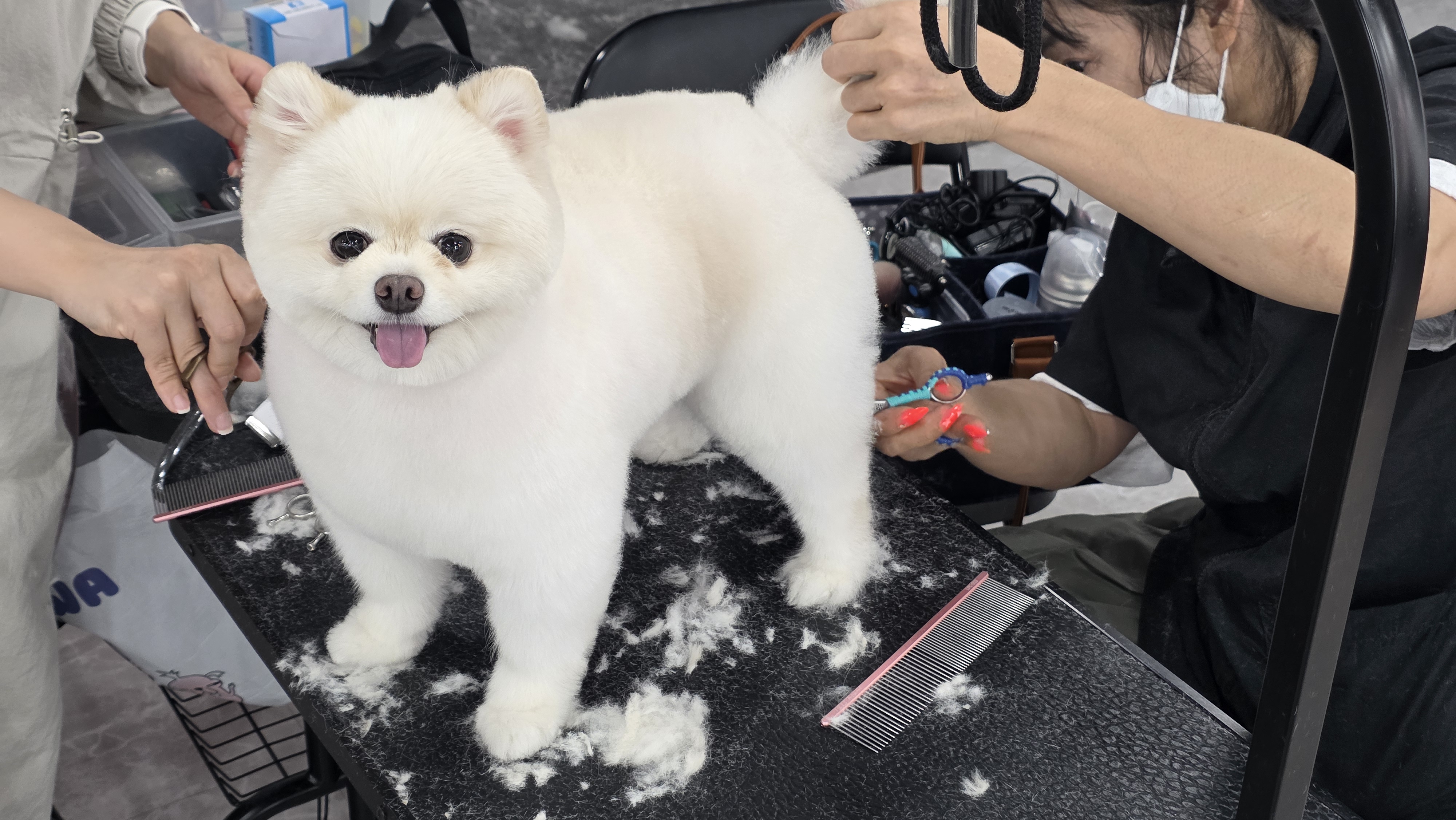 안산 애견미용학원 실견미용
