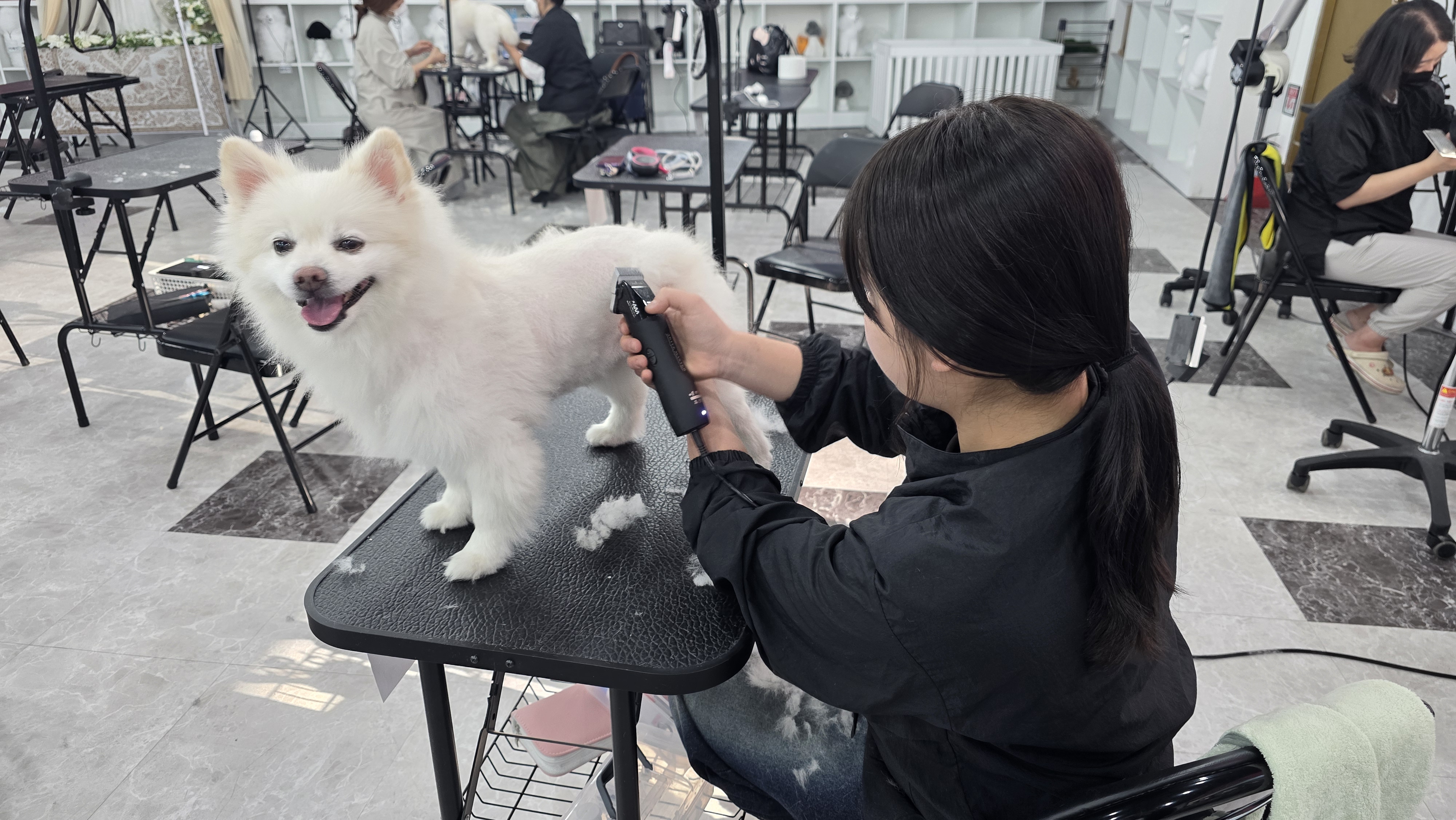 안산 애견미용학원 취업연계