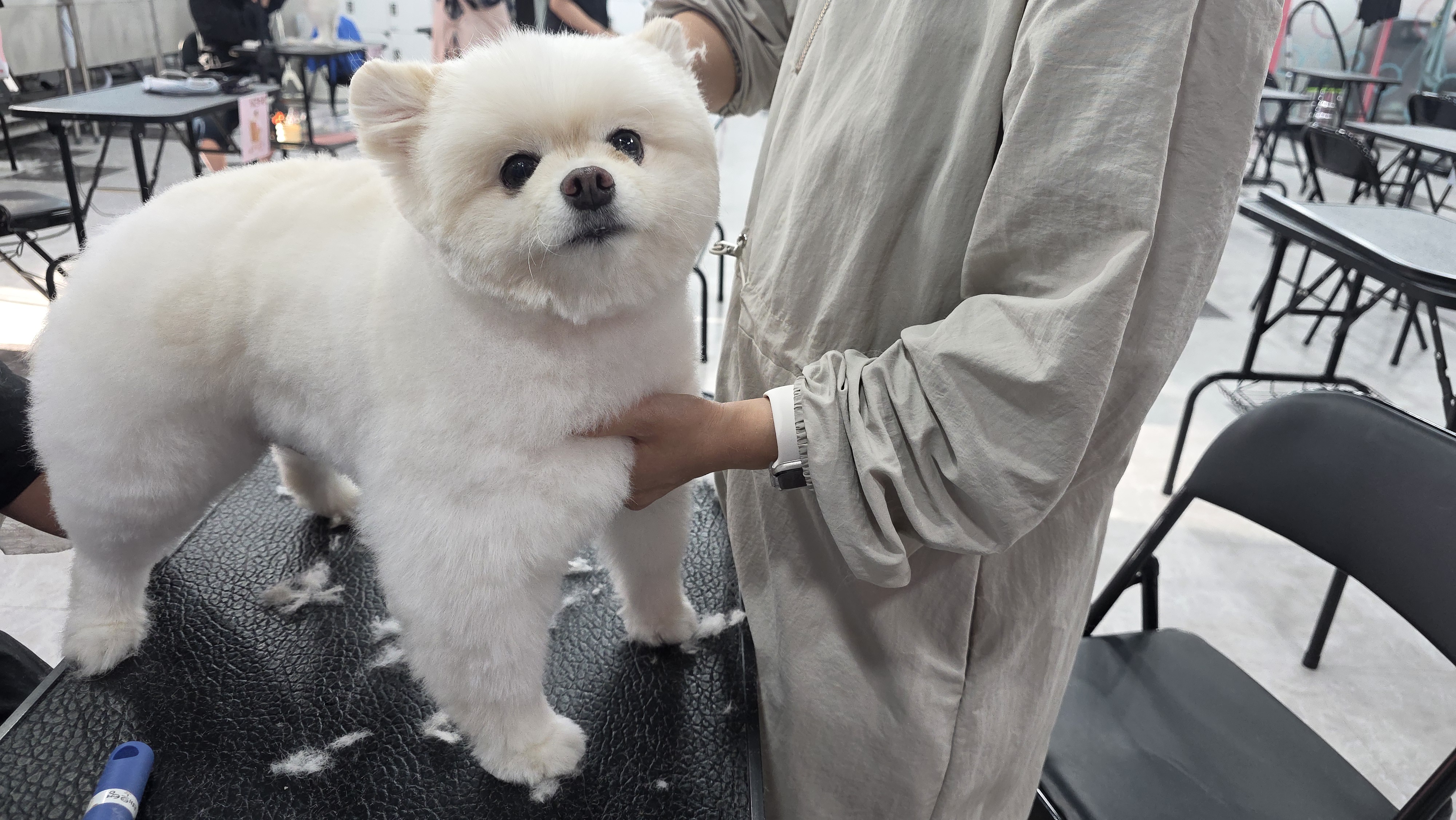 안산 애견미용학원 창업컨설팅