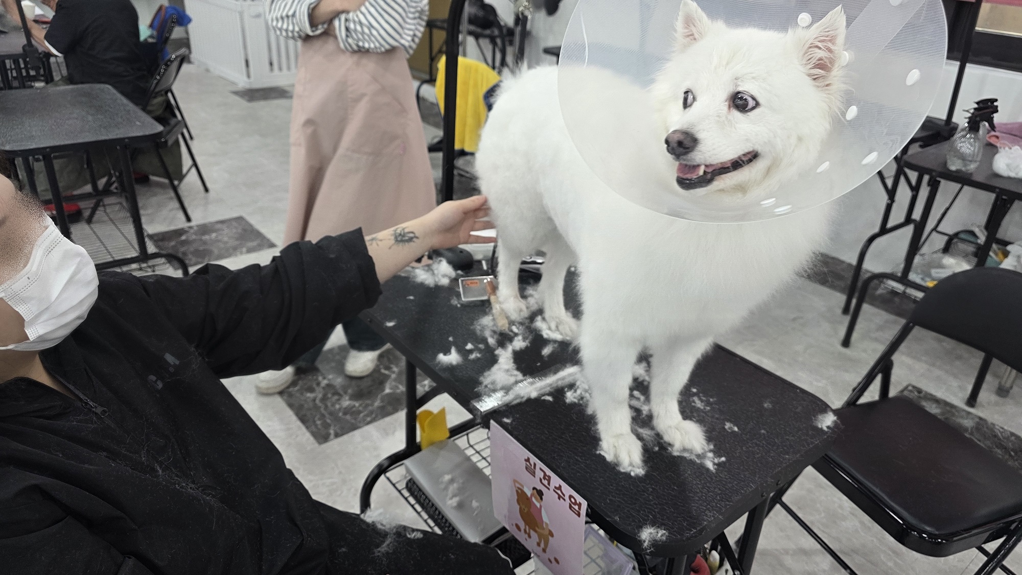 안산 애견미용학원 선택 체크리스트