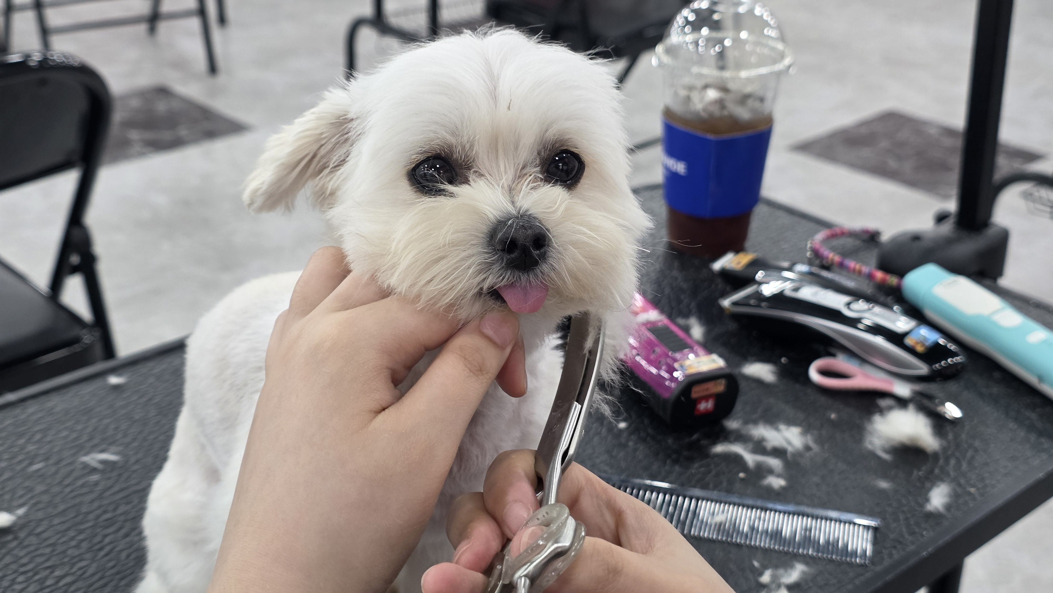 수영 애견미용학원 국비지원