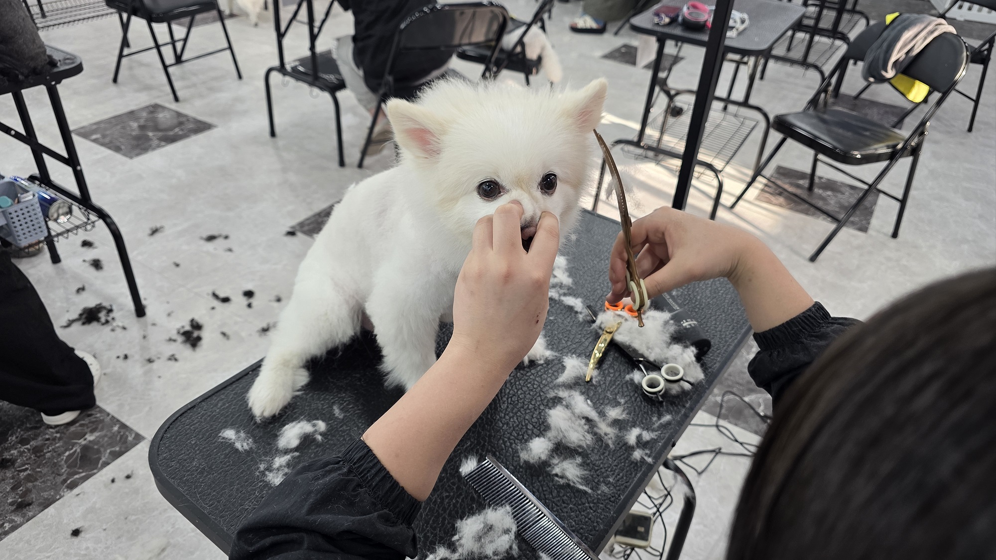 수영 애견미용학원 실견미용
