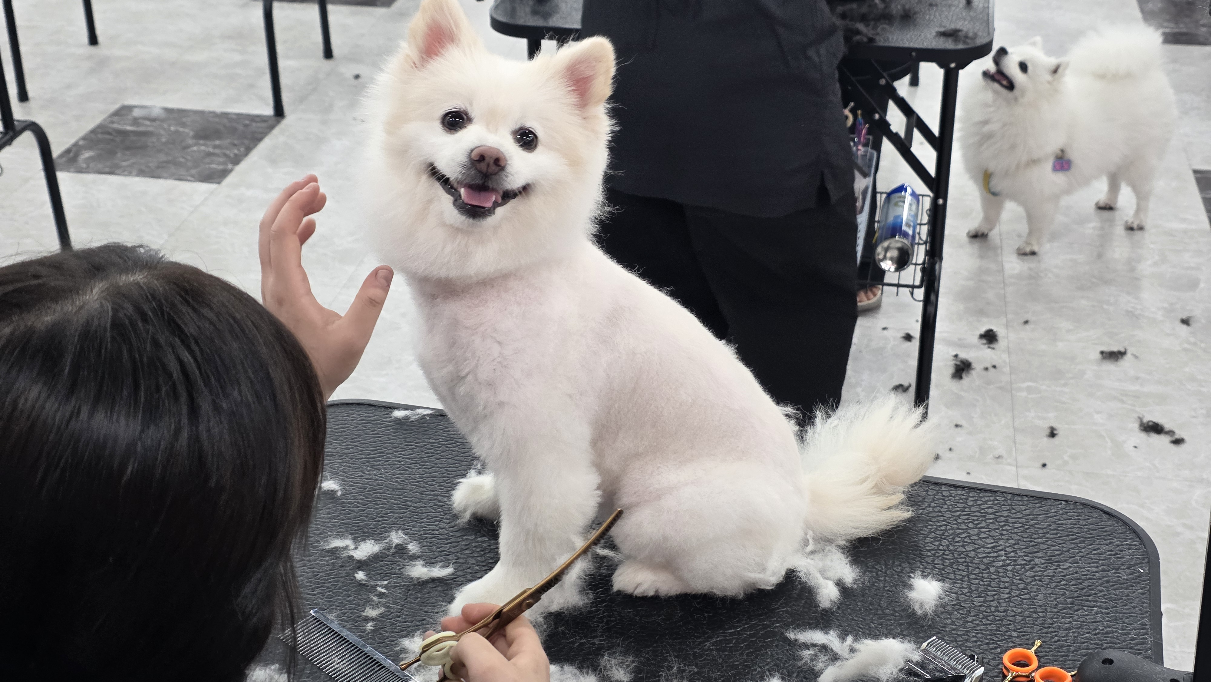 수영 애견미용학원 가정견 실습