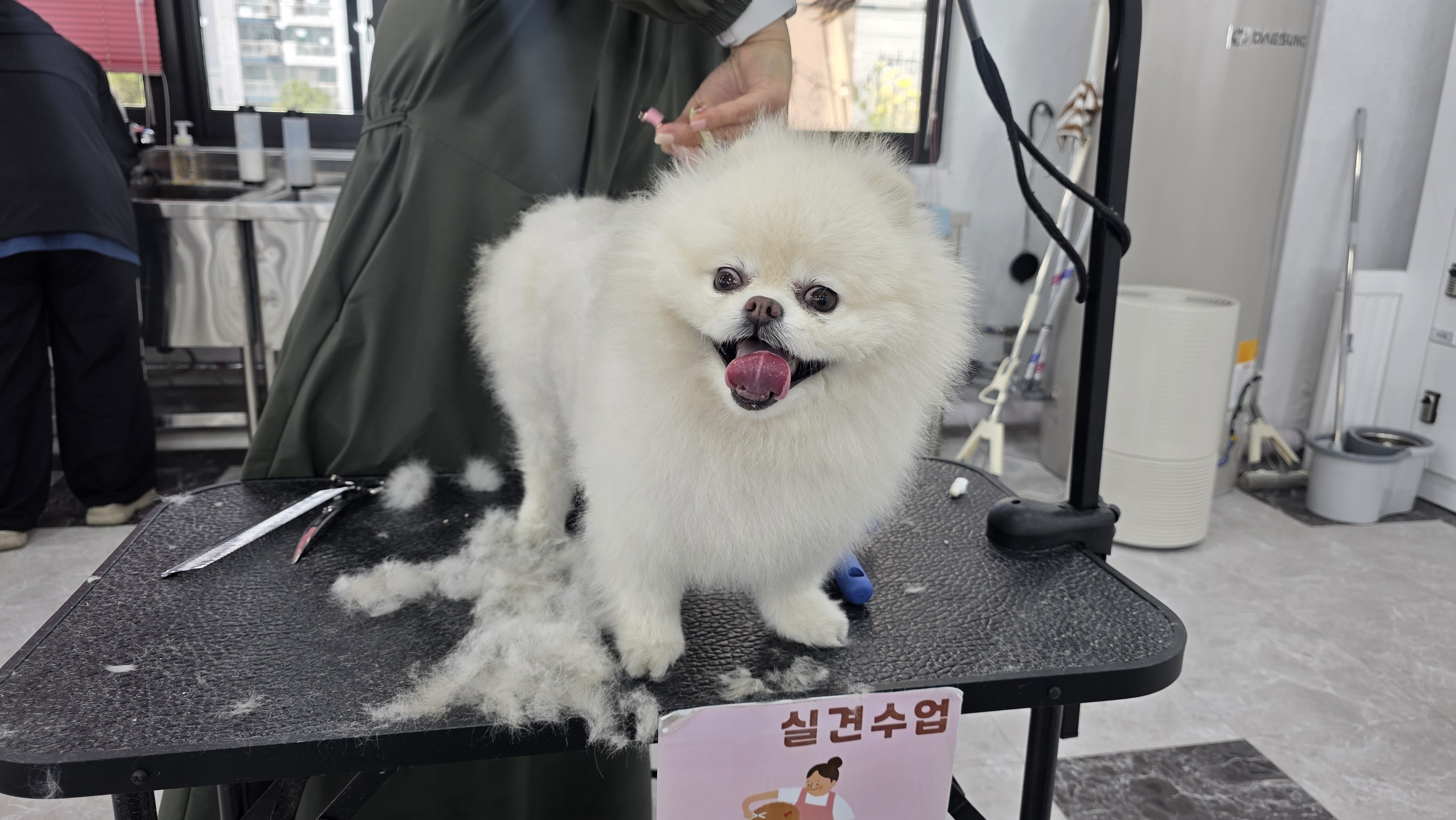 수영 애견미용학원 취업연계