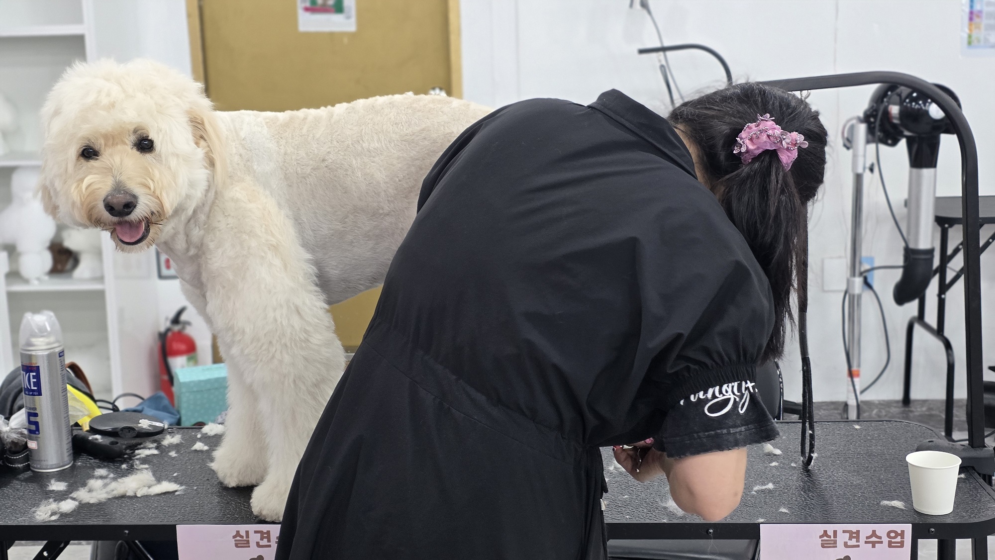 수영 애견미용학원 창업컨설팅