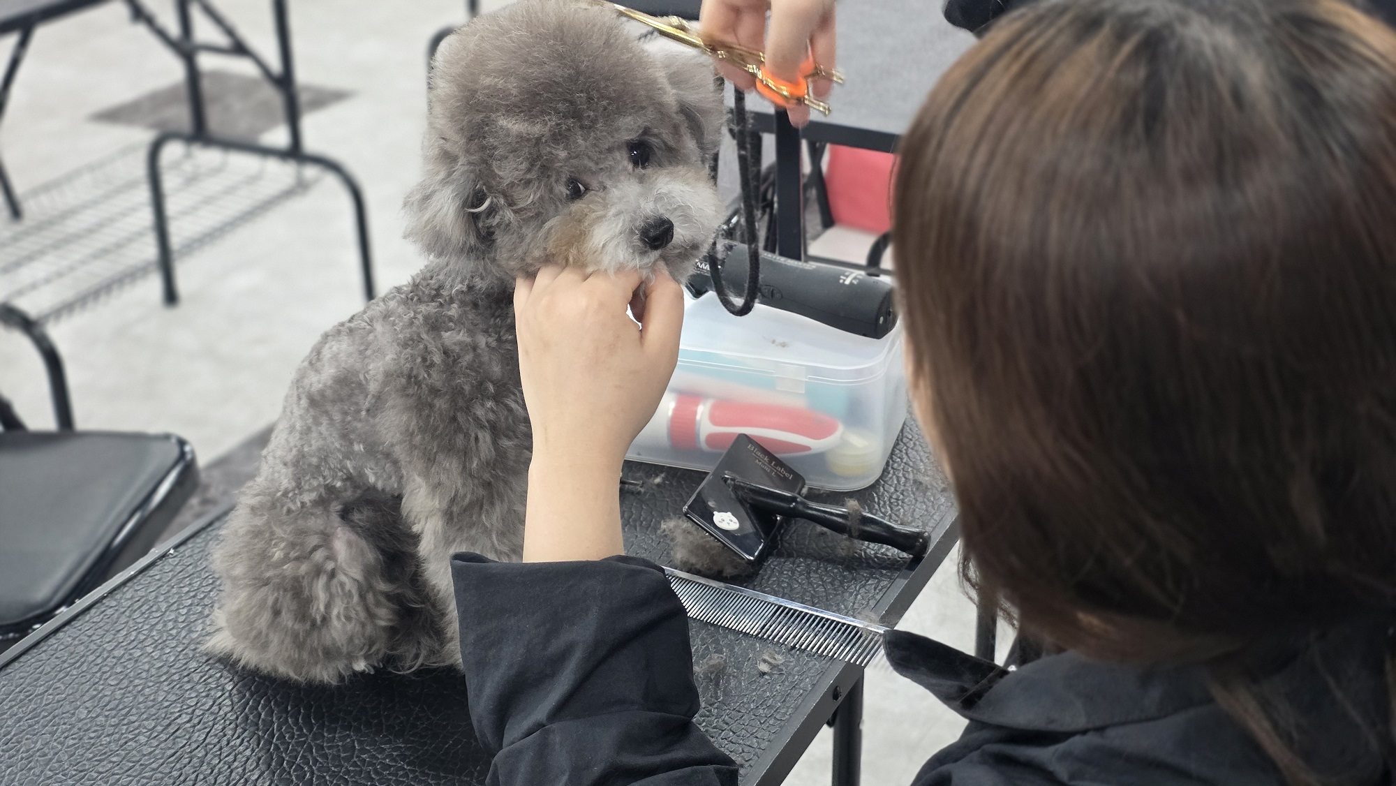 김해 애견미용학원 가정견 실습