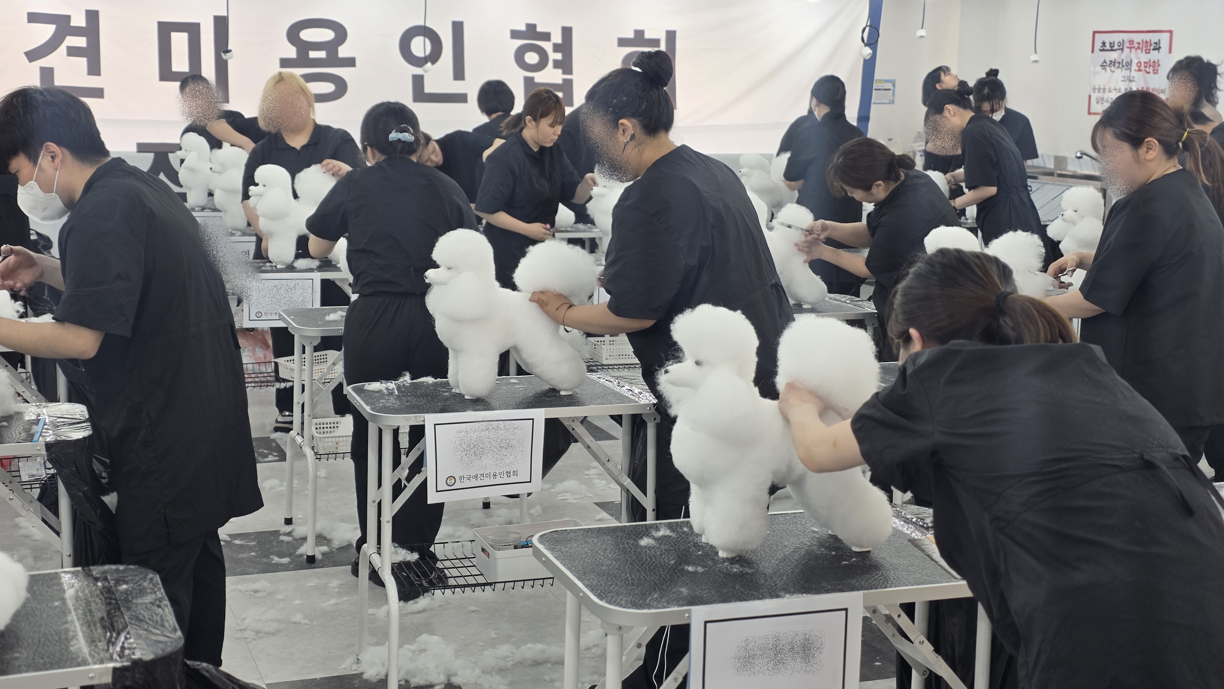 애견미용자격증 학원