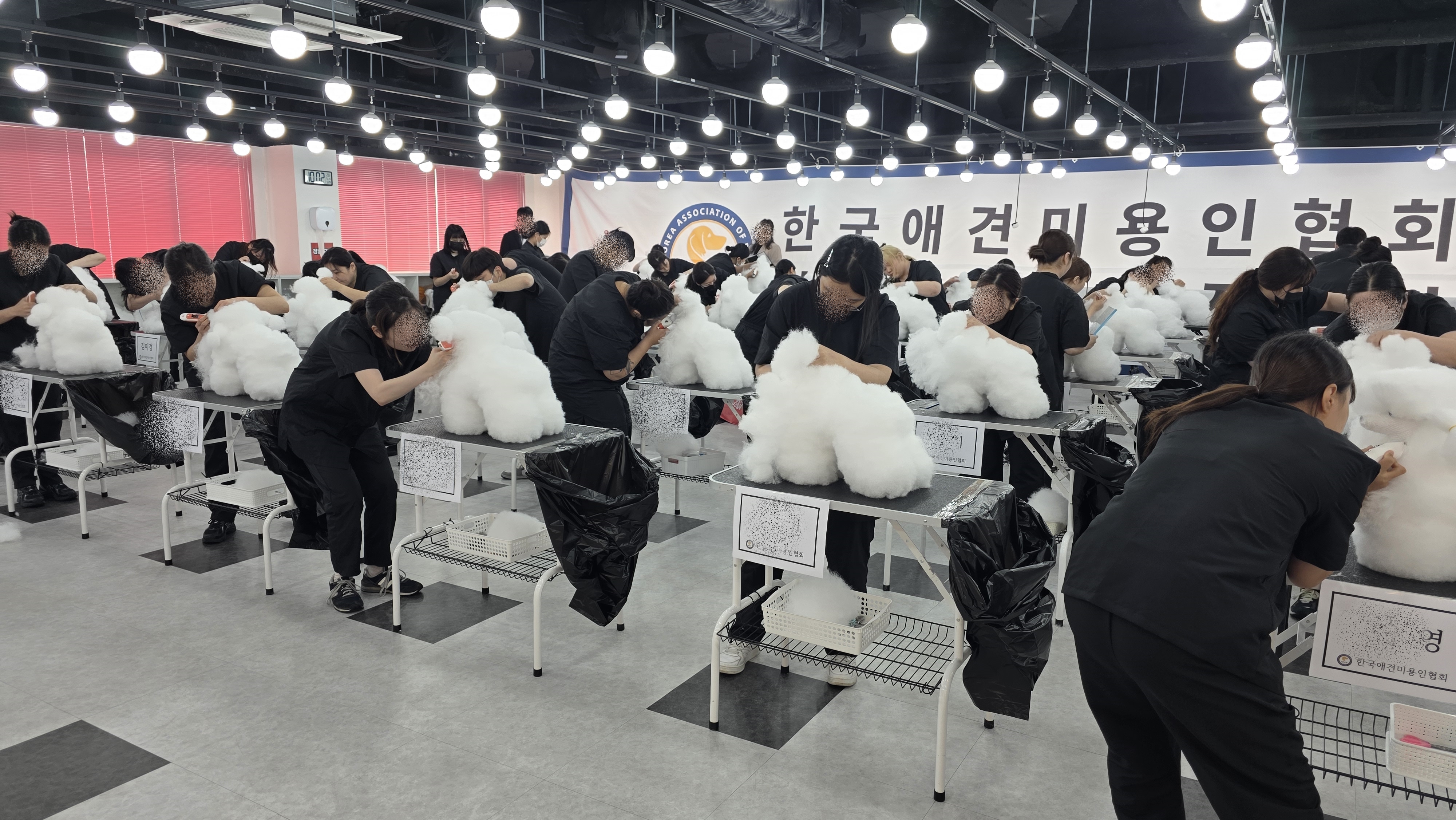 애견미용 취업 포트폴리오