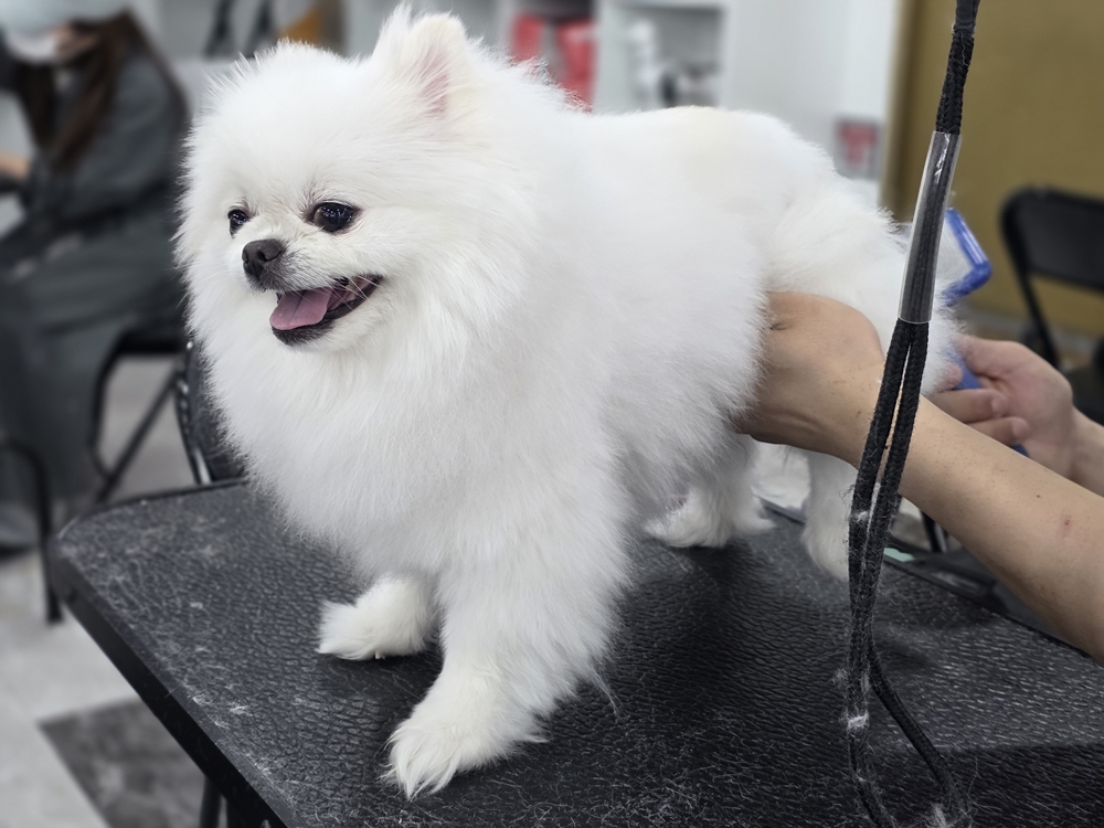 수영 애견미용학원 가격 비교표