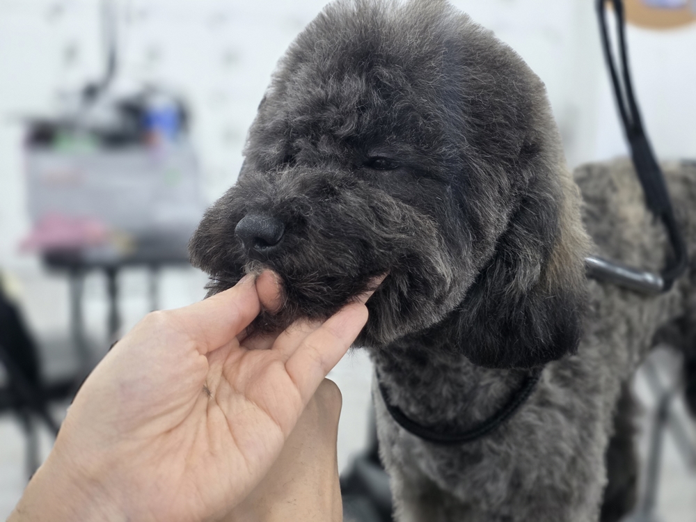 상동 애견미용학원 필요 기간 상담