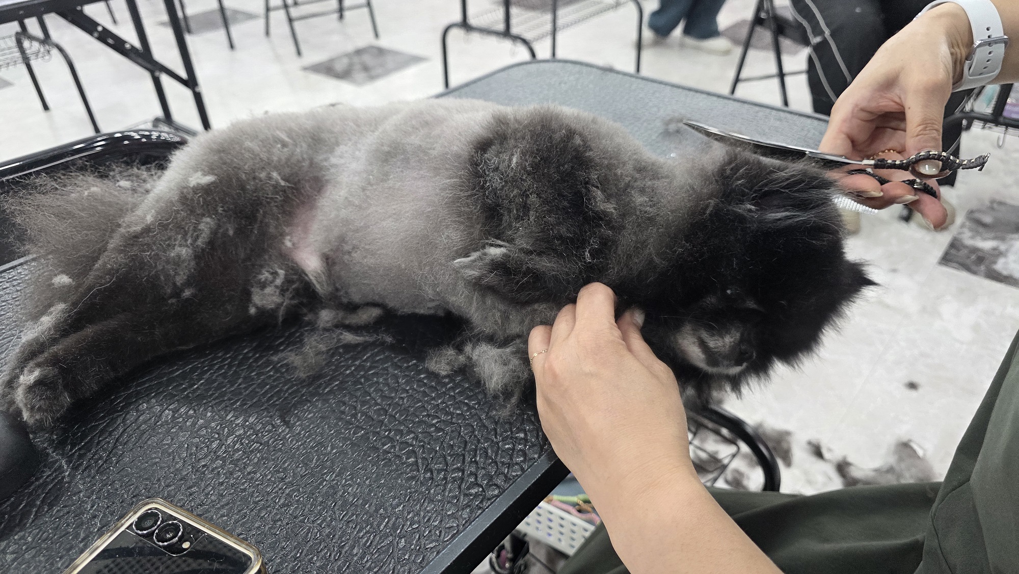 구미 애견미용학원 취업연계 상담