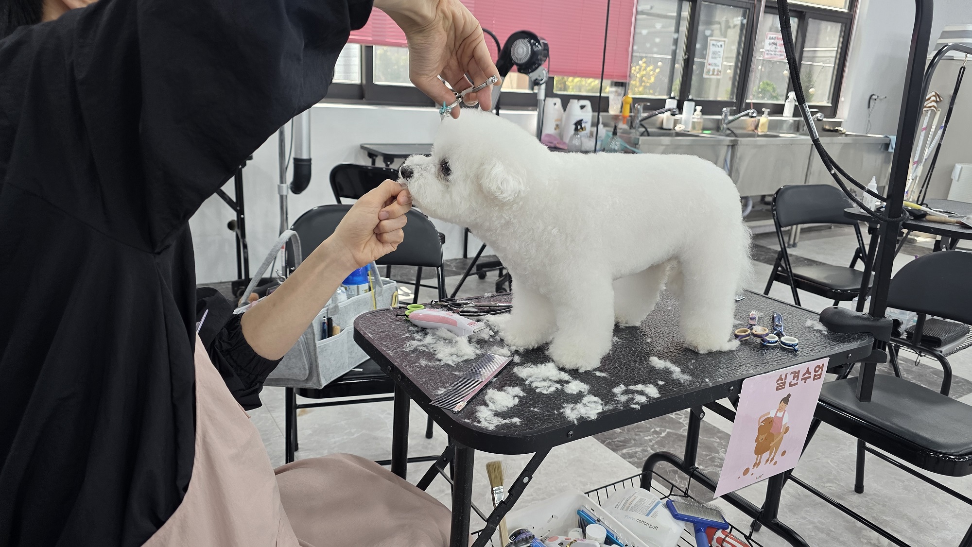구미애견미용학원 국비지원