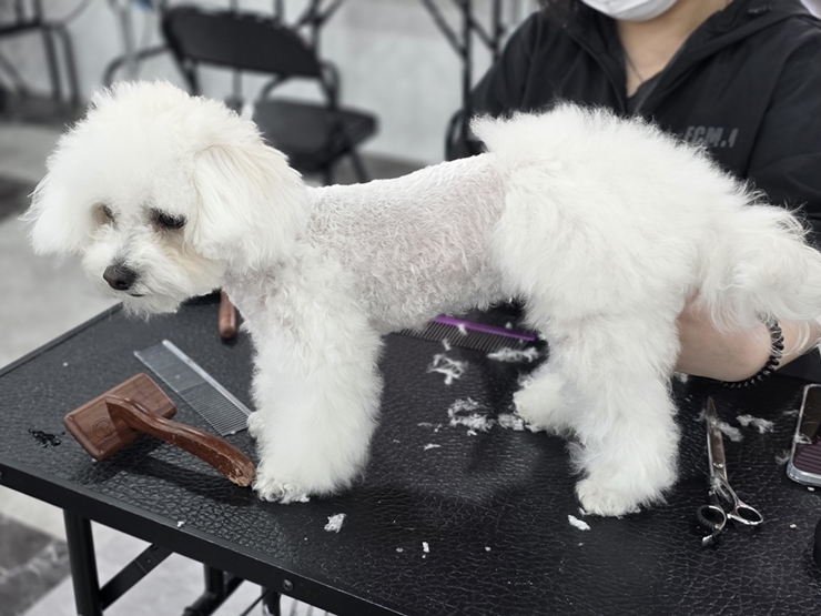 광주 애견미용학원 자격증 상담