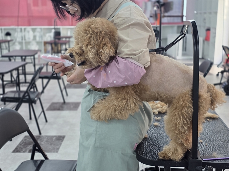 대구 애견미용학원 셀프미용 수업