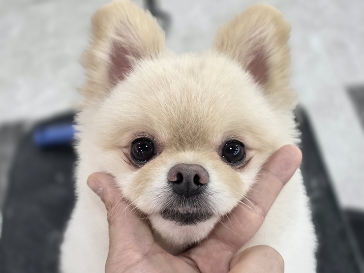 인천 애견미용학원 자격증 상담
