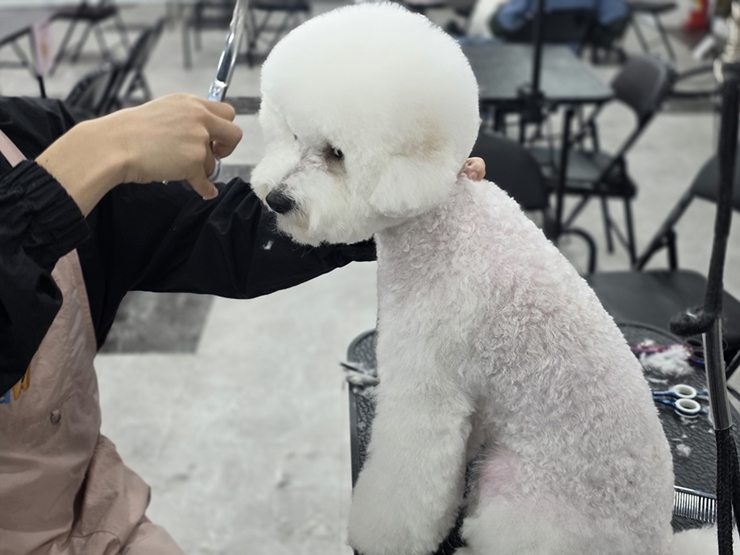 부평 애견미용학원 실견미용 수업