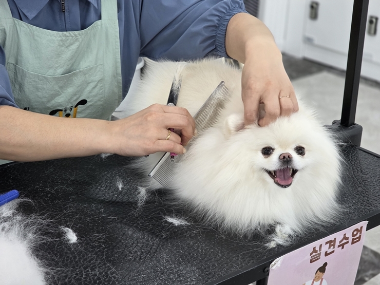 구월동애견미용학원 이바우펫 실견실습