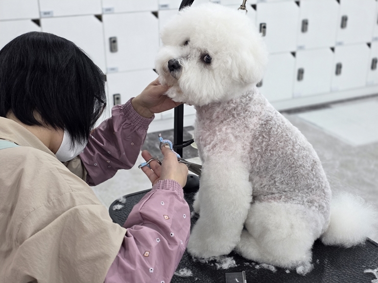 애견미용창업 비용을 자체 준비와 업체 활용으로 비교한 표 이미지