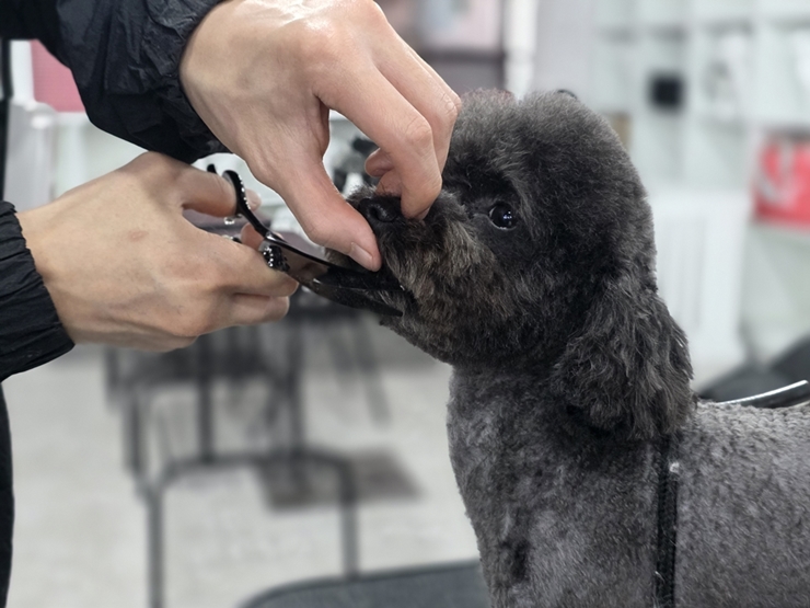 애견미용창업을 위한 미용작업실과 고객응대 공간 동선 이미지
