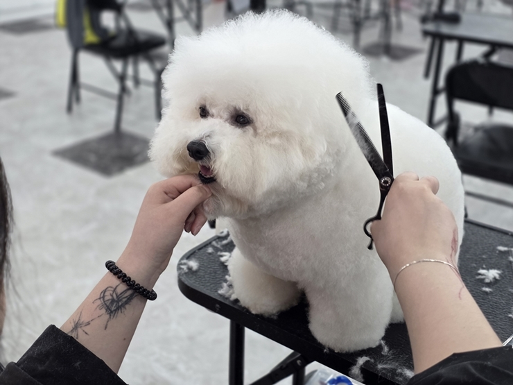 수영애견미용학원-부산이바우펫-상담안내